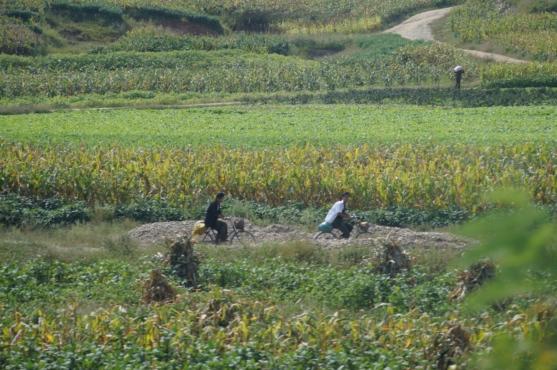 Zwei Männer fahren auf einem Feldweg zwischen Maisfeldern entlang.
