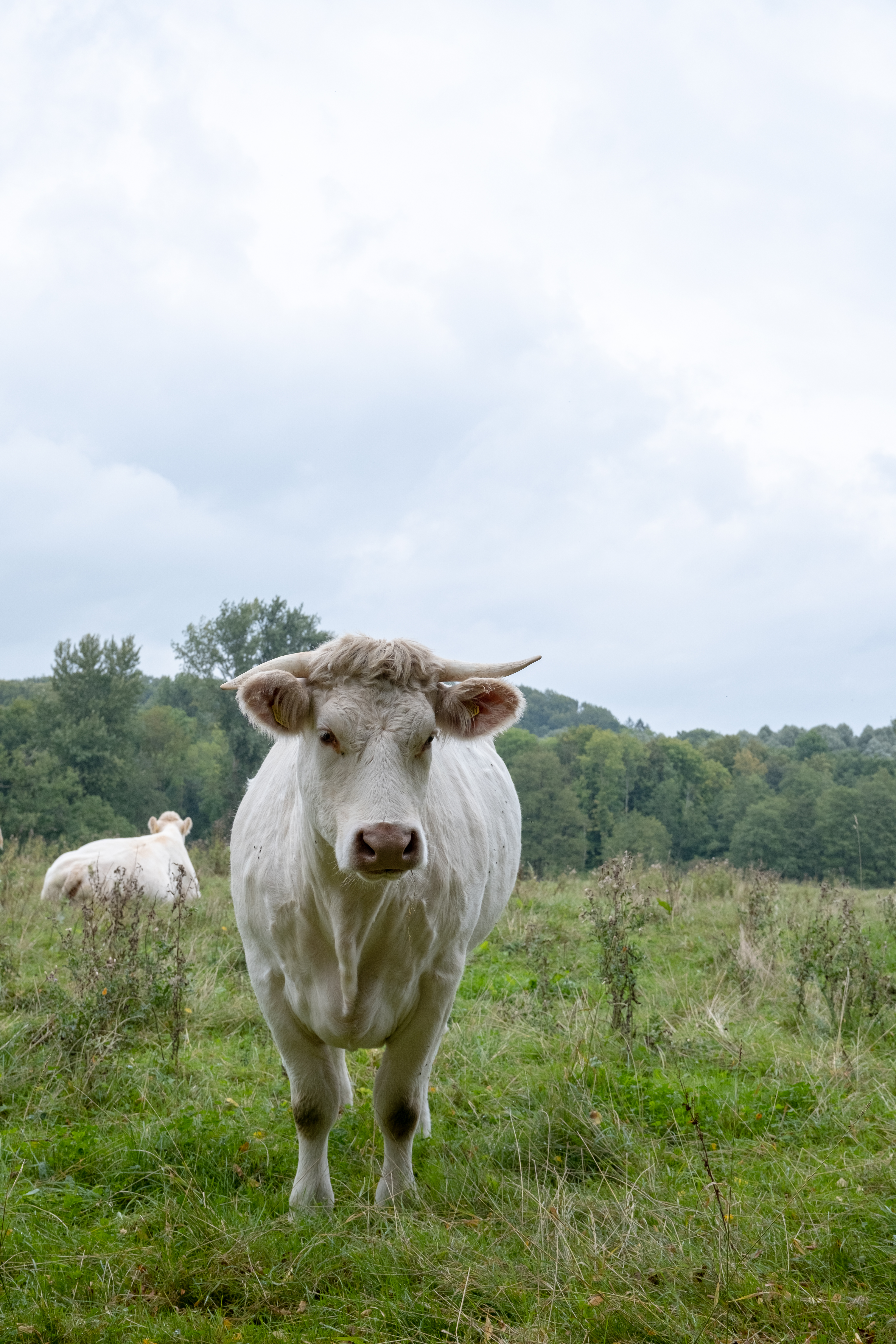 Ein weißer Kuh-Bulle steht auf einer Wiese und blickt in die Kamera.