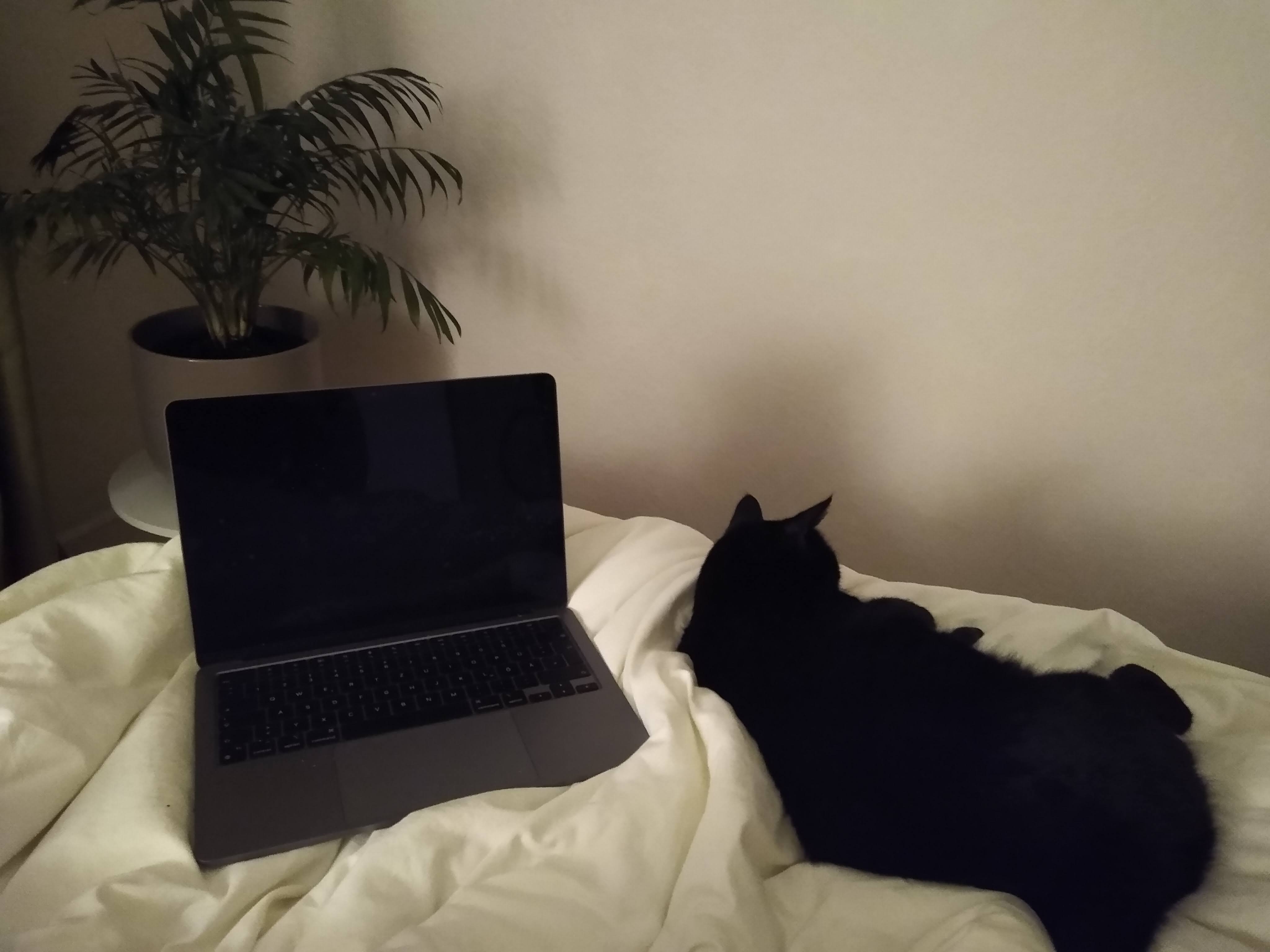 Auf einer Bettdecke liegt ein aufgeklappter Laptop und daneben hat sich eine Katze gekuschelt.